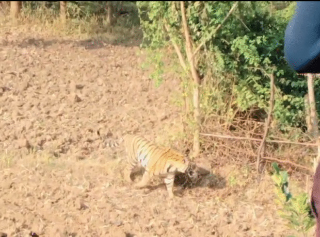 बाघ की दस्तक से मचा हड़कंप